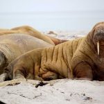 自动配图 - Snacks & Sides